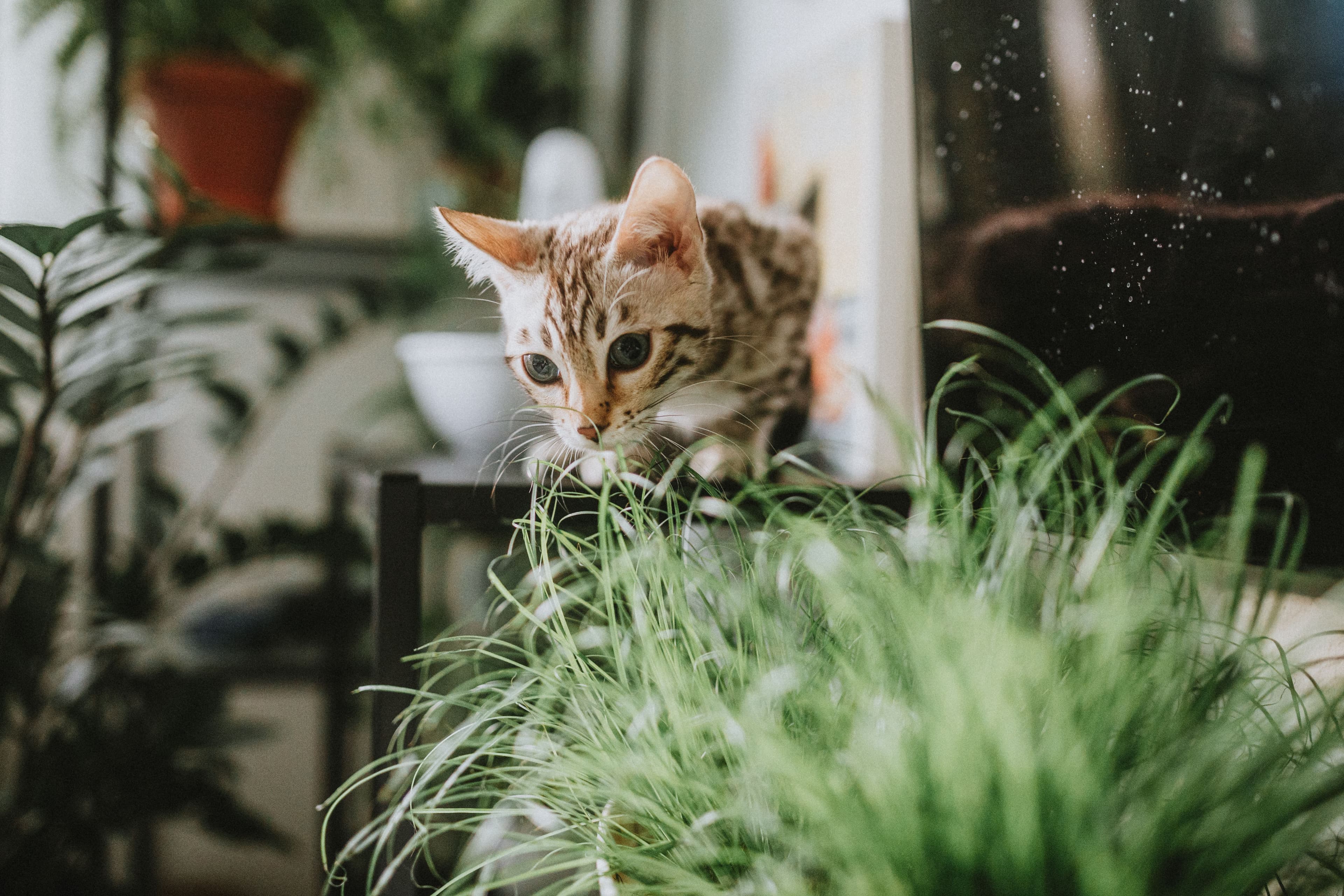a curious cat sniffing a potted houseplant on a windowsill